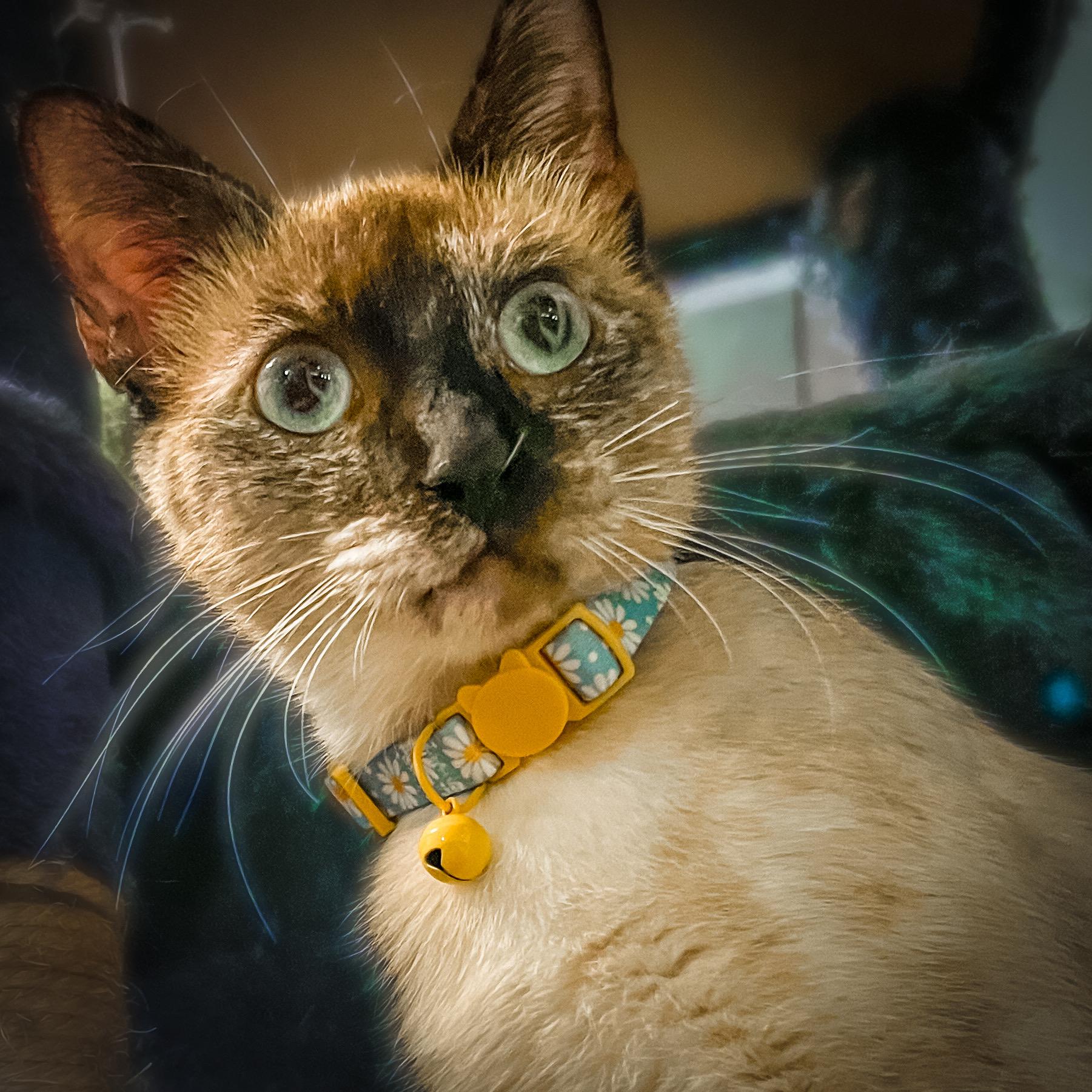 Juniper, Adopted, Young Female Siamese & Tabby.