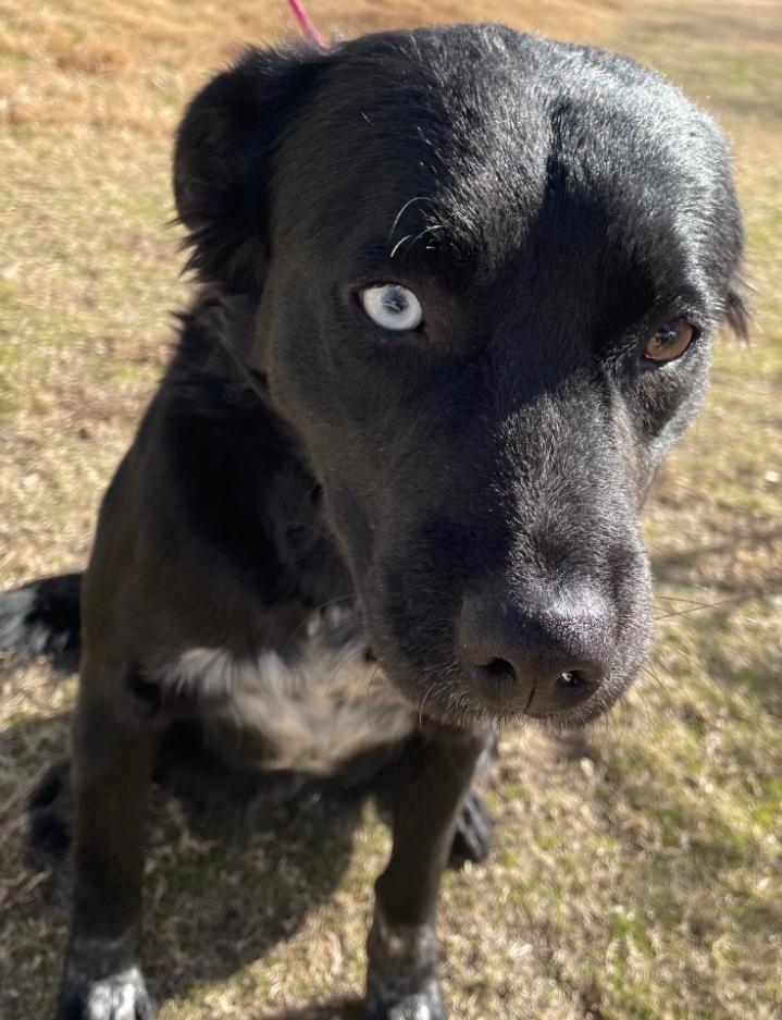 Sara, an adopted Borador in Roanoke, VA image 1/4