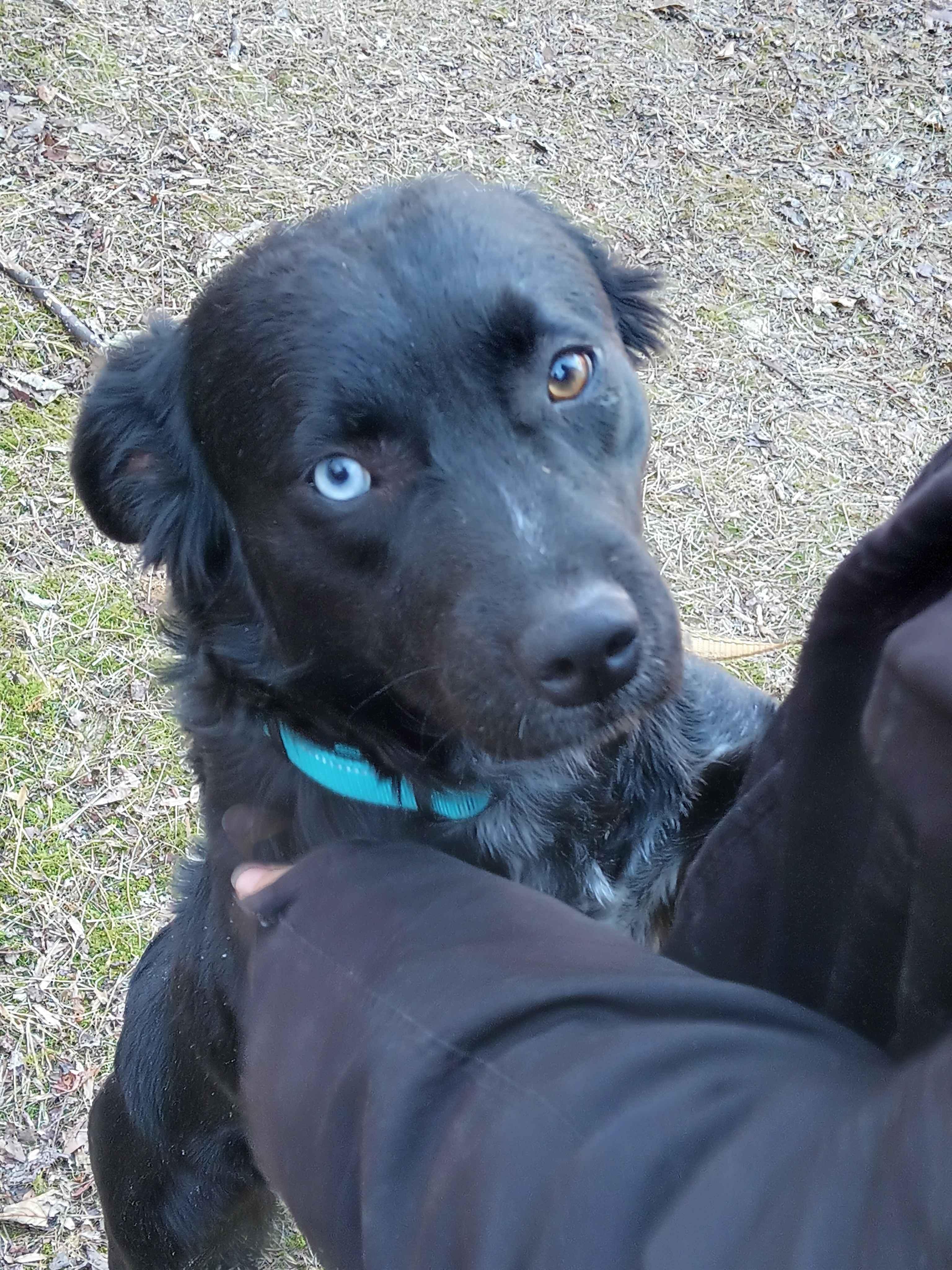 Sara, an adopted Borador in Roanoke, VA image 3/4