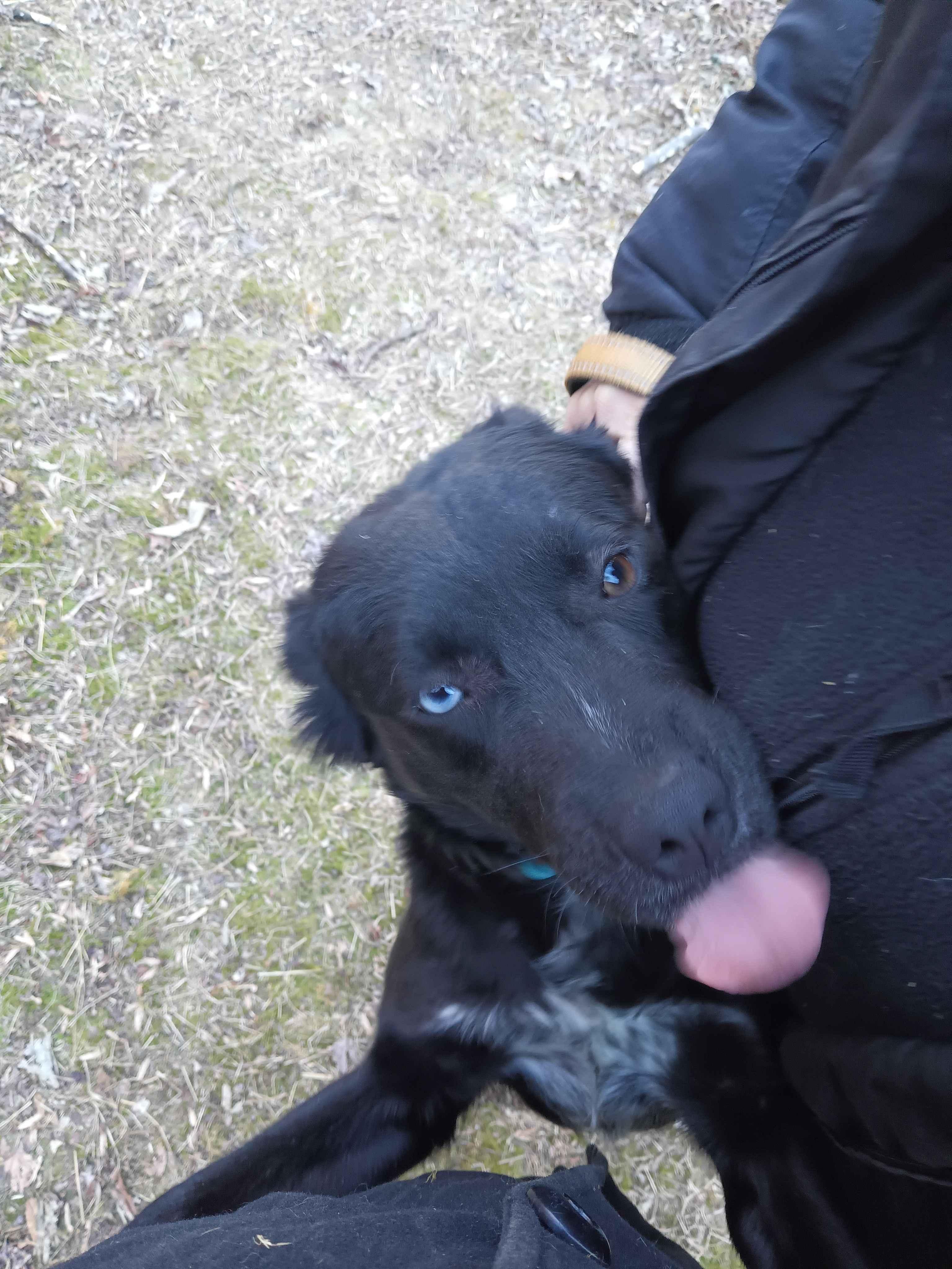 Sara, an adopted Borador in Roanoke, VA image 2/4