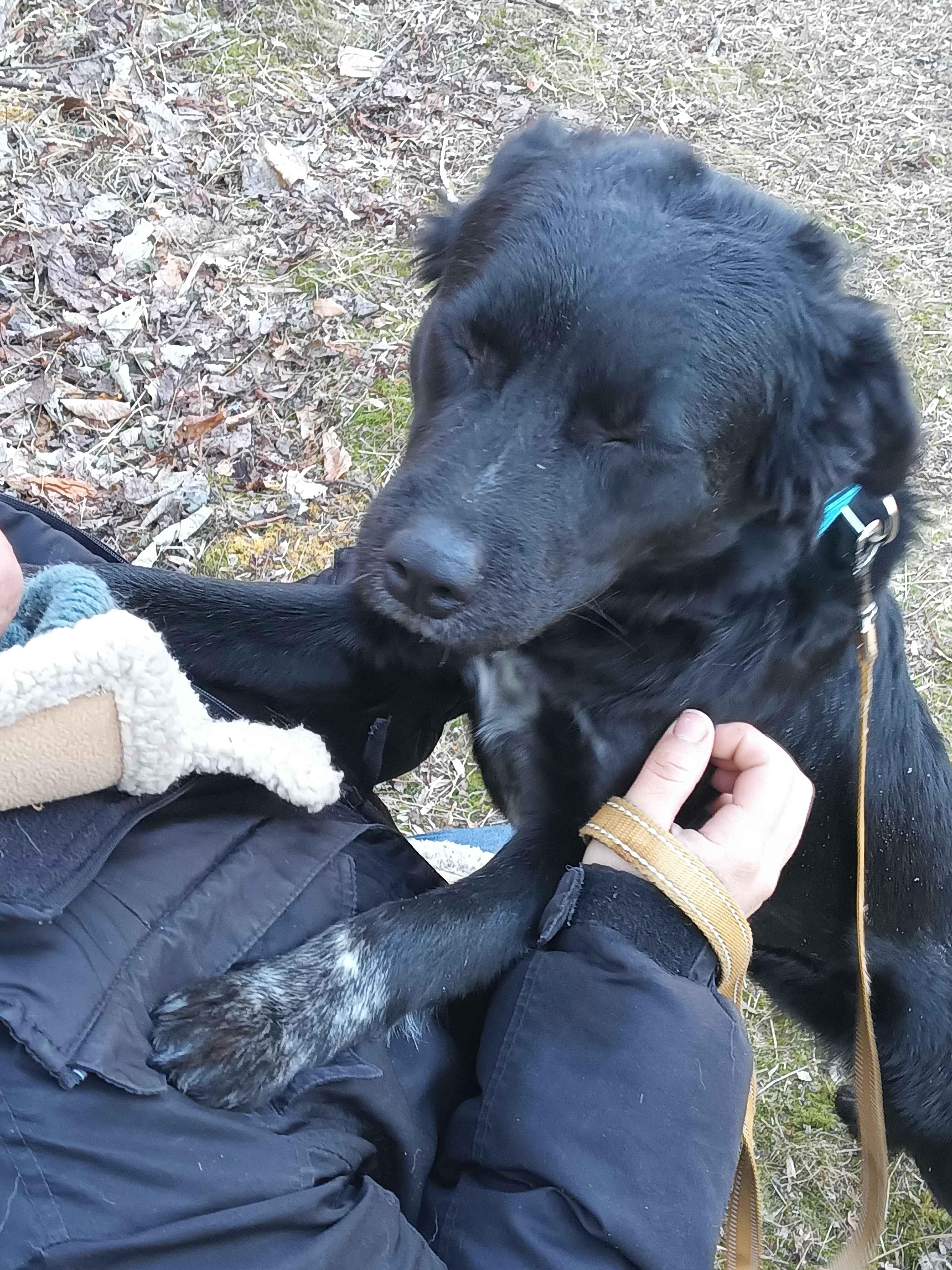 Sara, an adopted Borador in Roanoke, VA image 4/4