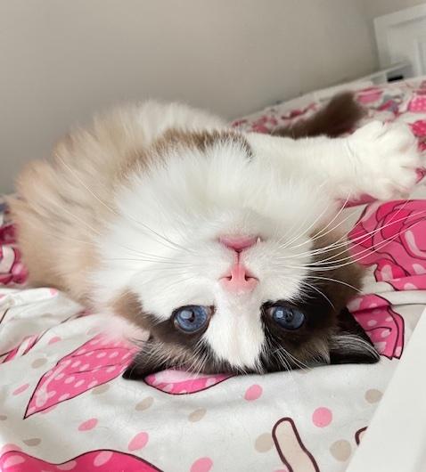 Popo