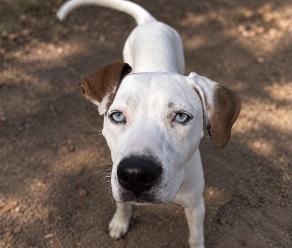 Jetta, Adoptable, Puppy Female Mixed Breed.