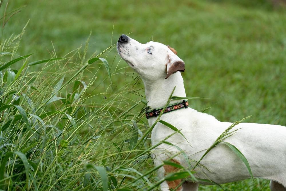 Enlarge Jetta, a Adoptable mixed breed in Statesboro, GA image 2/3