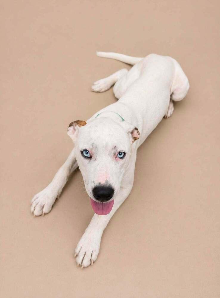 Enlarge Jetta, a Adoptable mixed breed in Statesboro, GA image 3/3