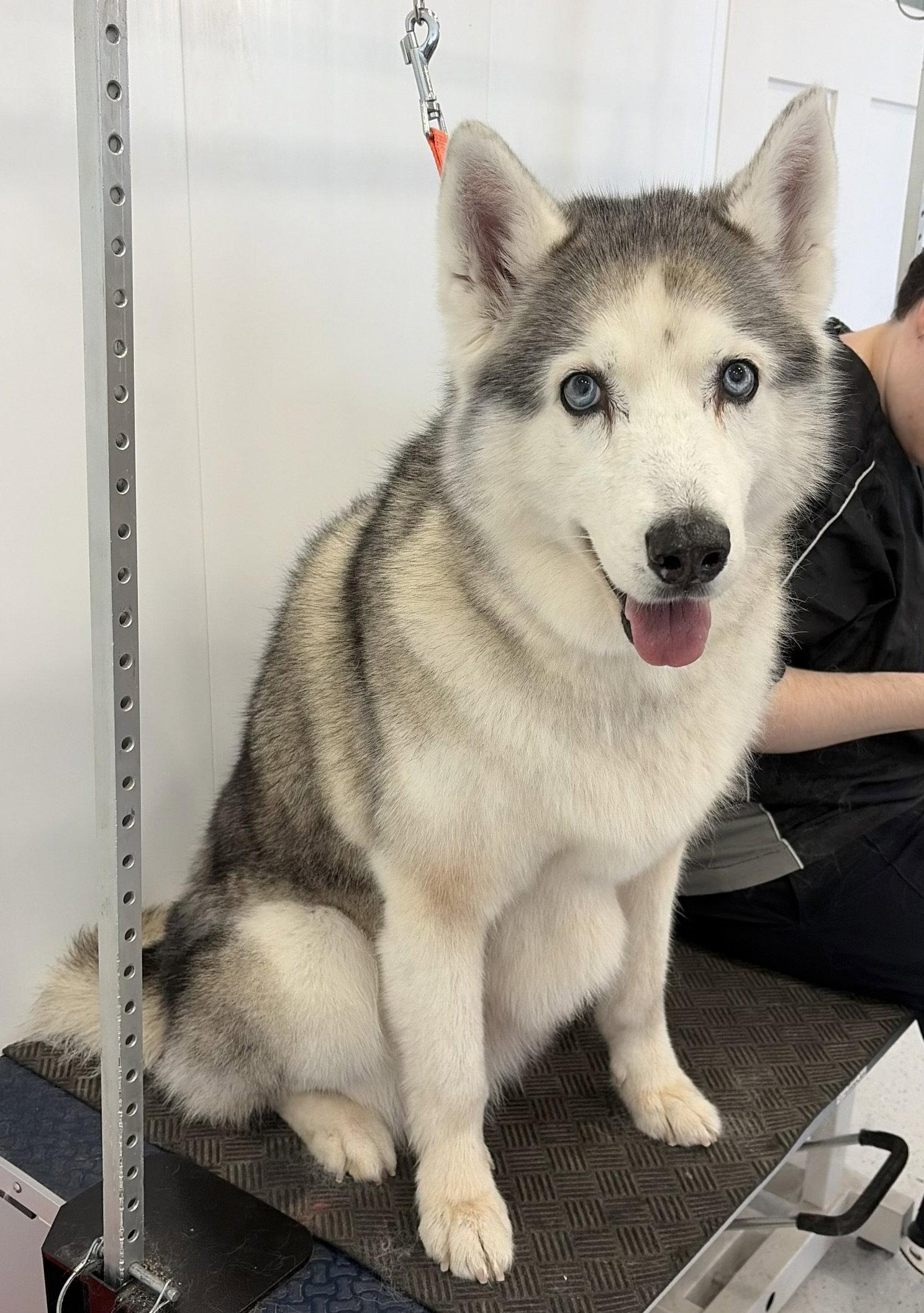 Enlarge Sakhara, a Adoptable Siberian Husky in Emmett, ID image 1/1
