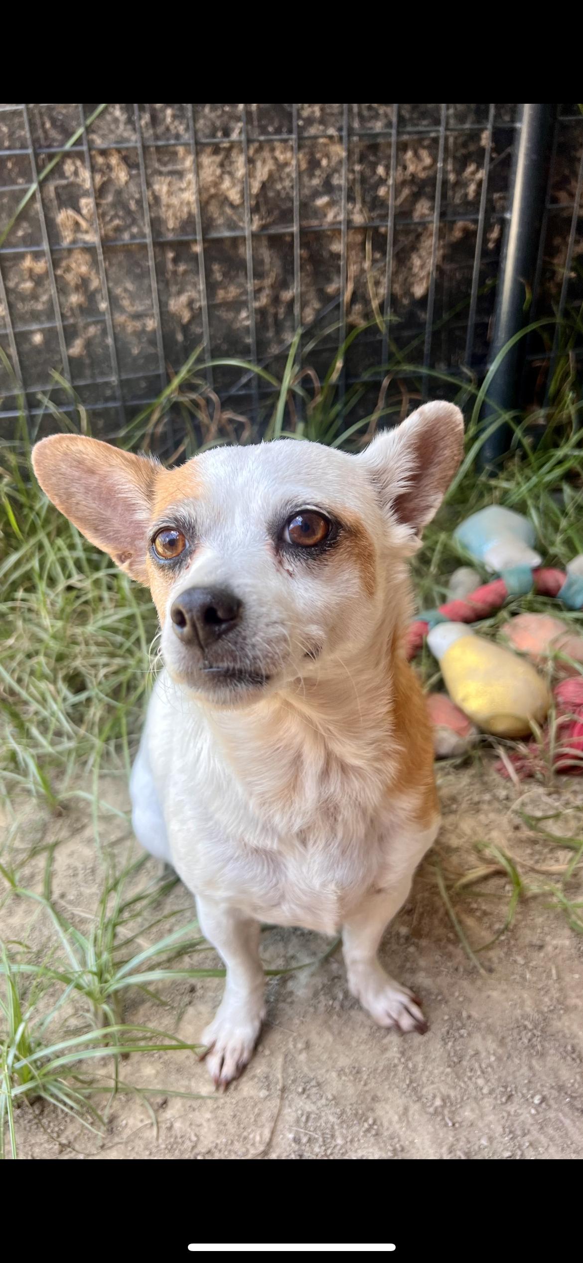 Enlarge Cookie, a Adoptable mixed breed in Hamden, CT image 5/6