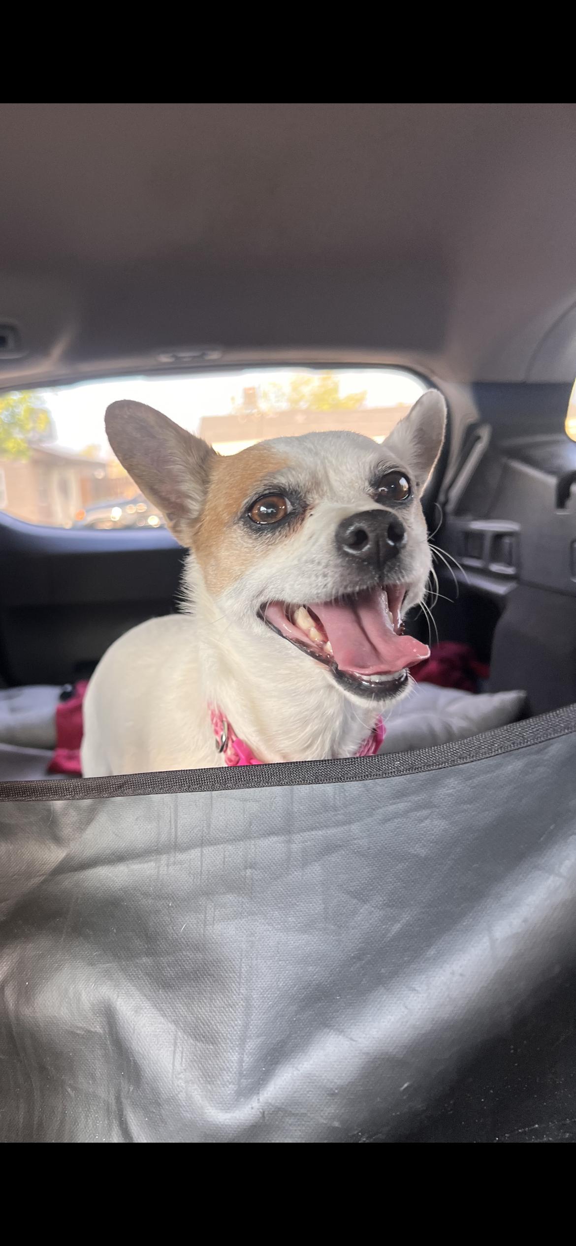 Enlarge Cookie, a Adoptable mixed breed in Hamden, CT image 6/6