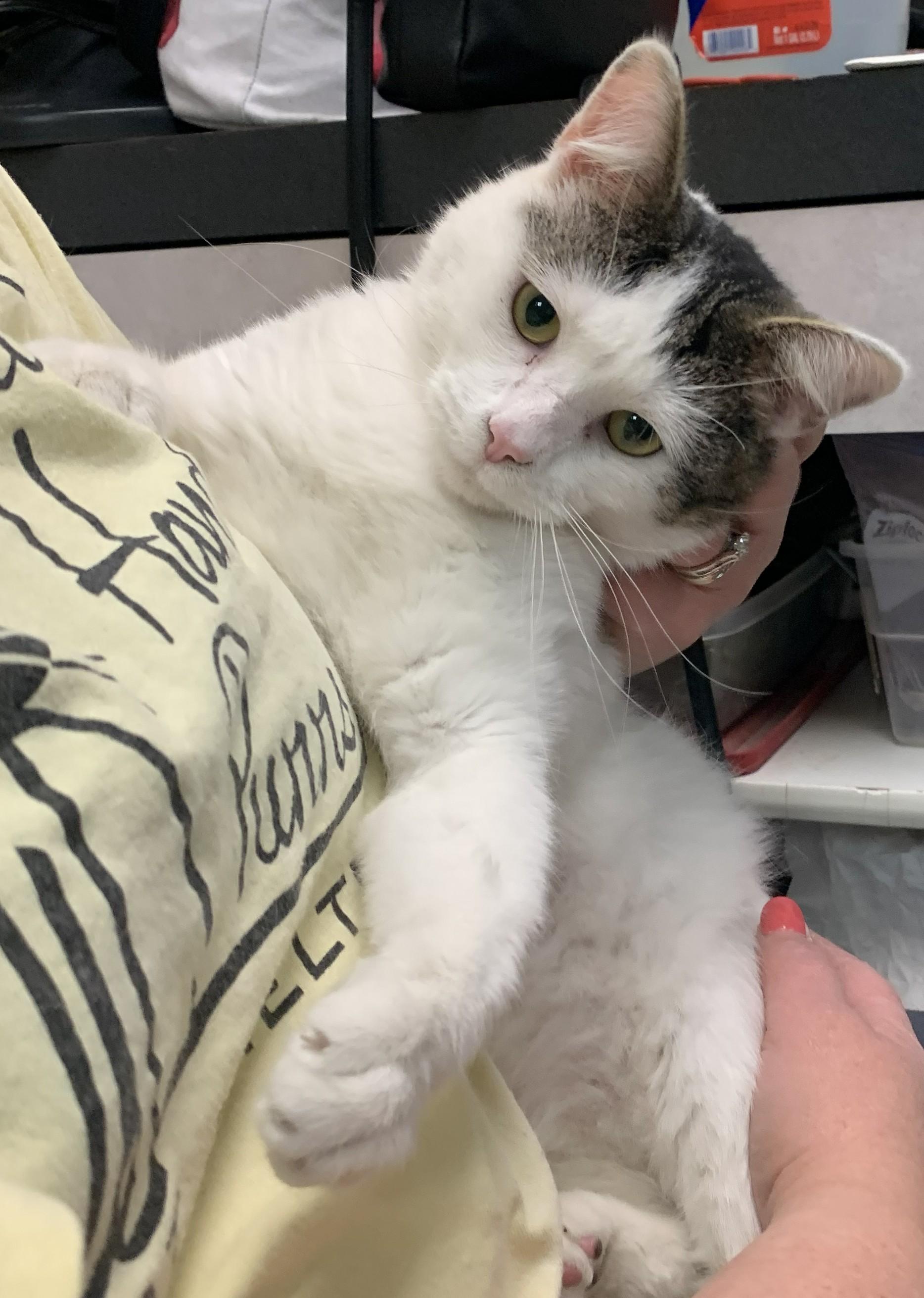 Brinkley25, an adopted Domestic Short Hair in Milwaukee, WI image 1/5