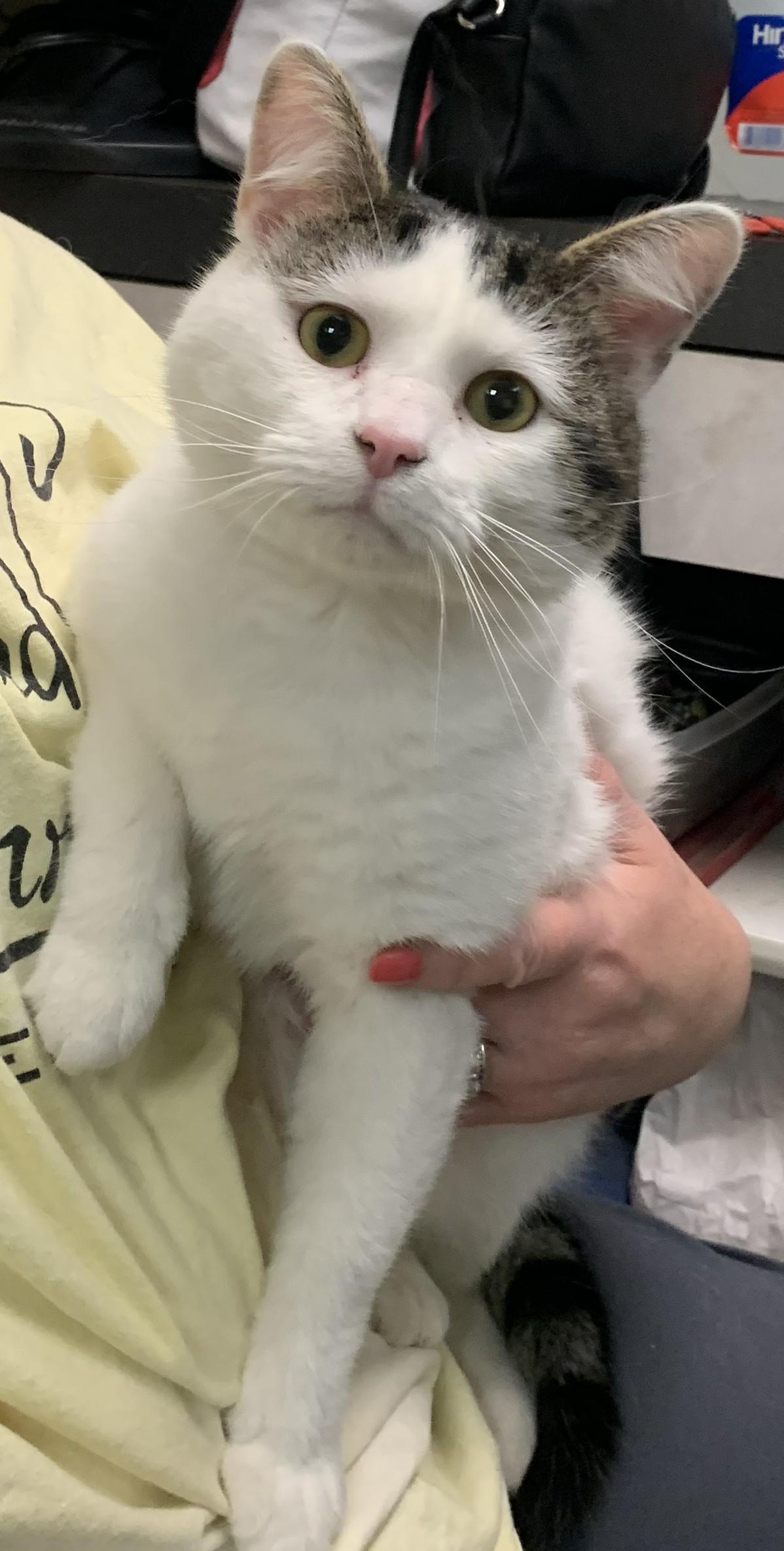 Brinkley25, an adopted Domestic Short Hair in Milwaukee, WI image 5/5
