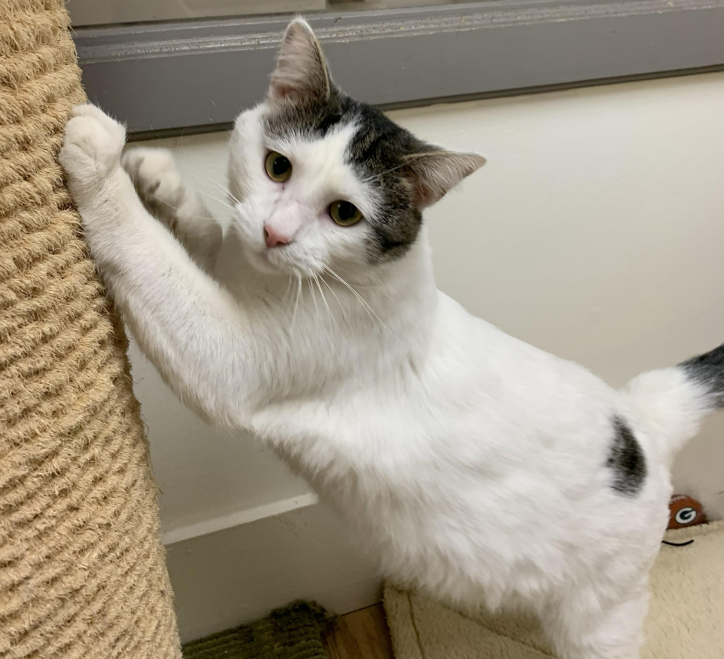 Brinkley25, an adopted Domestic Short Hair in Milwaukee, WI image 3/5