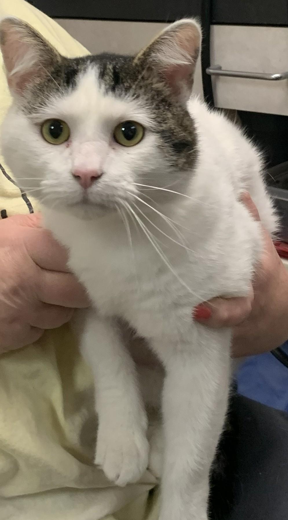 Brinkley25, an adopted Domestic Short Hair in Milwaukee, WI image 2/5