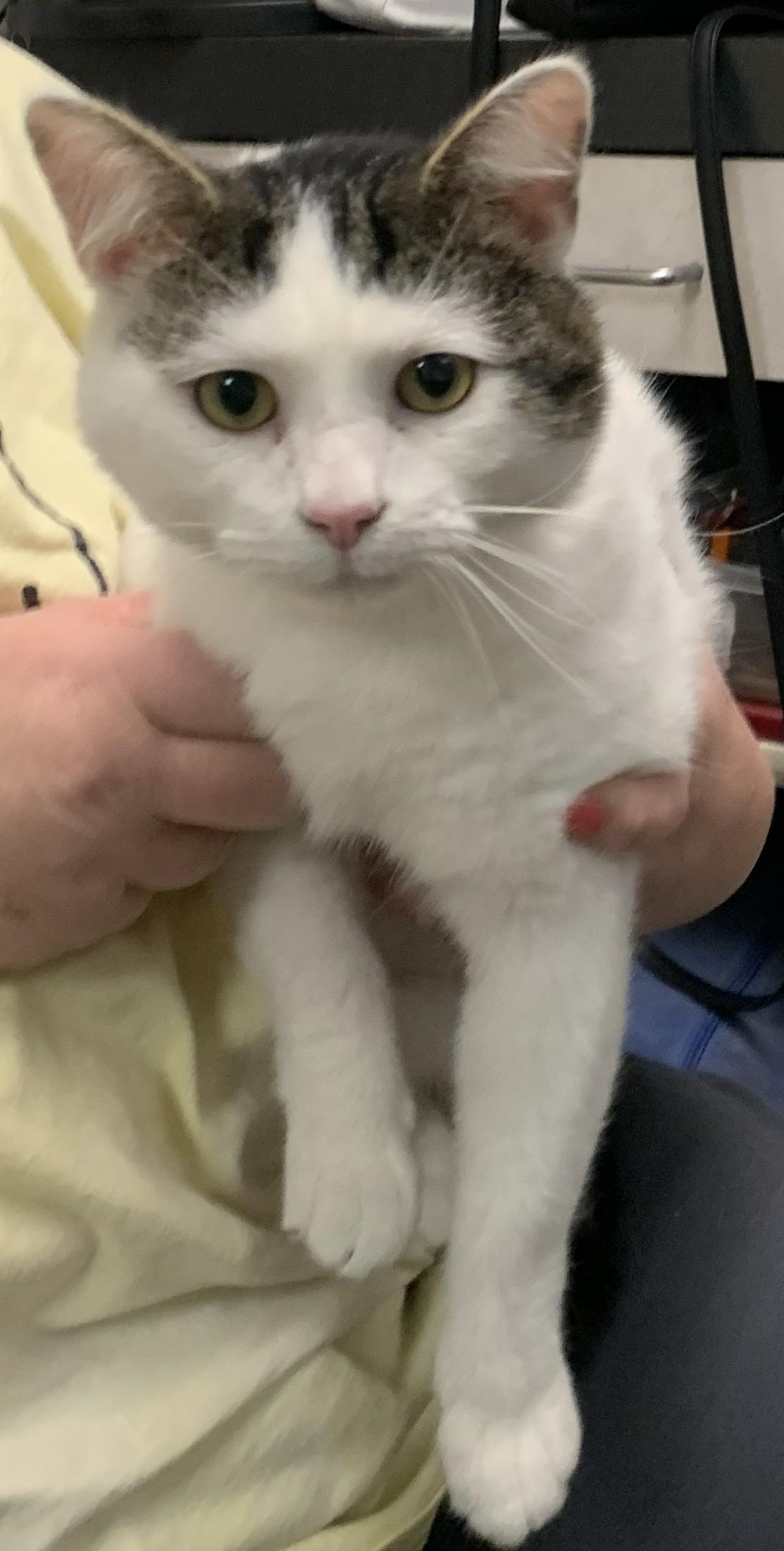 Brinkley25, an adopted Domestic Short Hair in Milwaukee, WI image 4/5