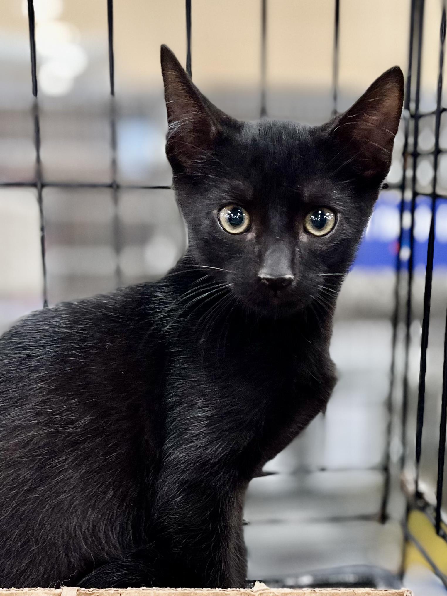 Blackberry, Adoptable, Kitten Male Domestic Short Hair.