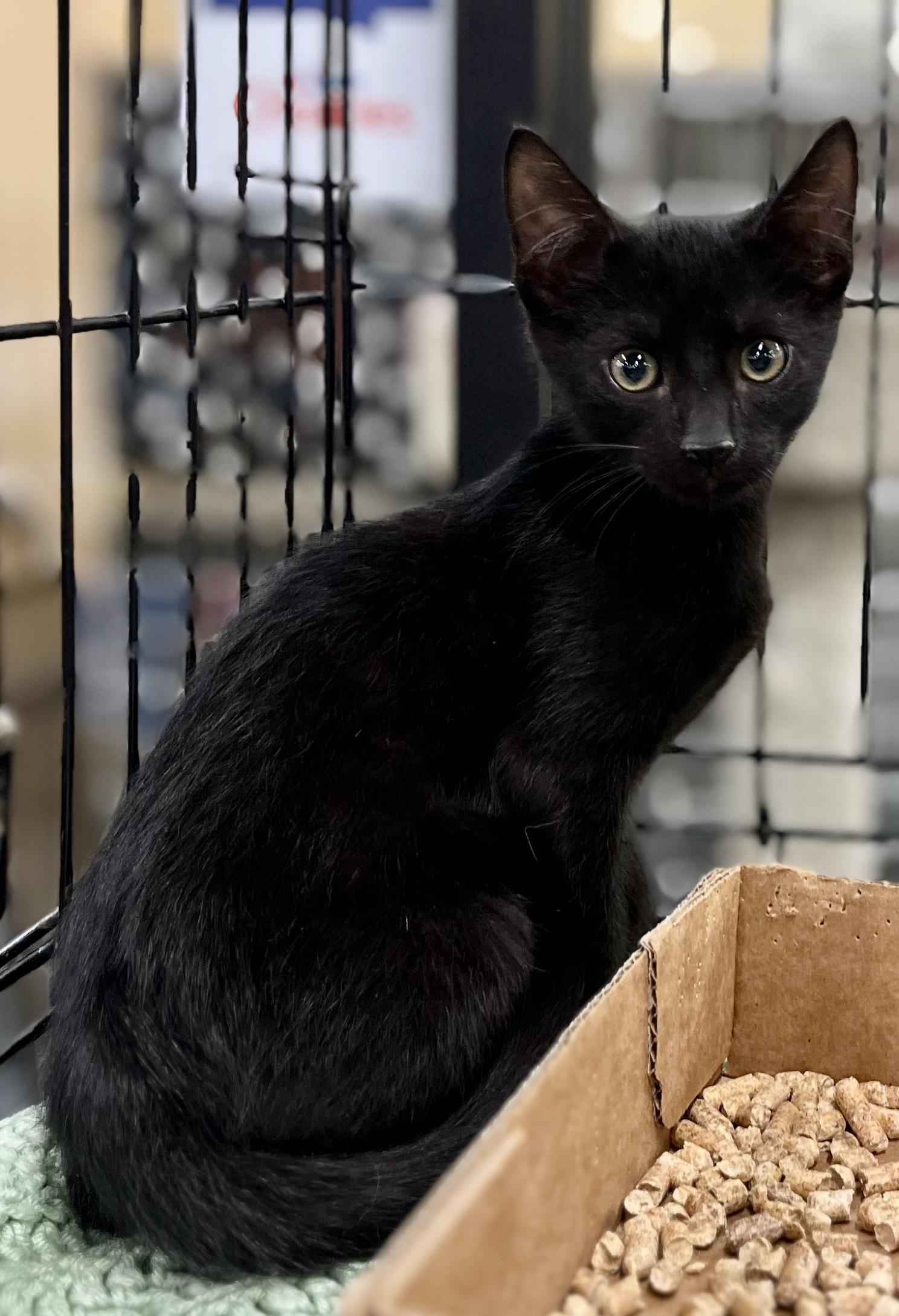 Enlarge Blackberry, a Adoptable mixed breed in Snellville, GA image 2/3