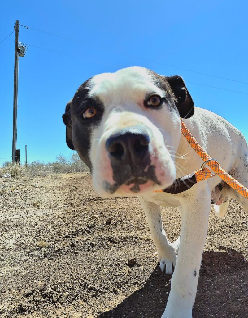 Enlarge Romeo, a Adoptable Pit Bull Terrier in Moriarty, NM image 1/4