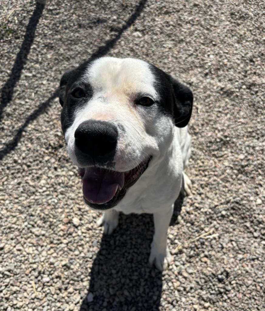 Enlarge Romeo, a Adoptable Pit Bull Terrier in Moriarty, NM image 2/4