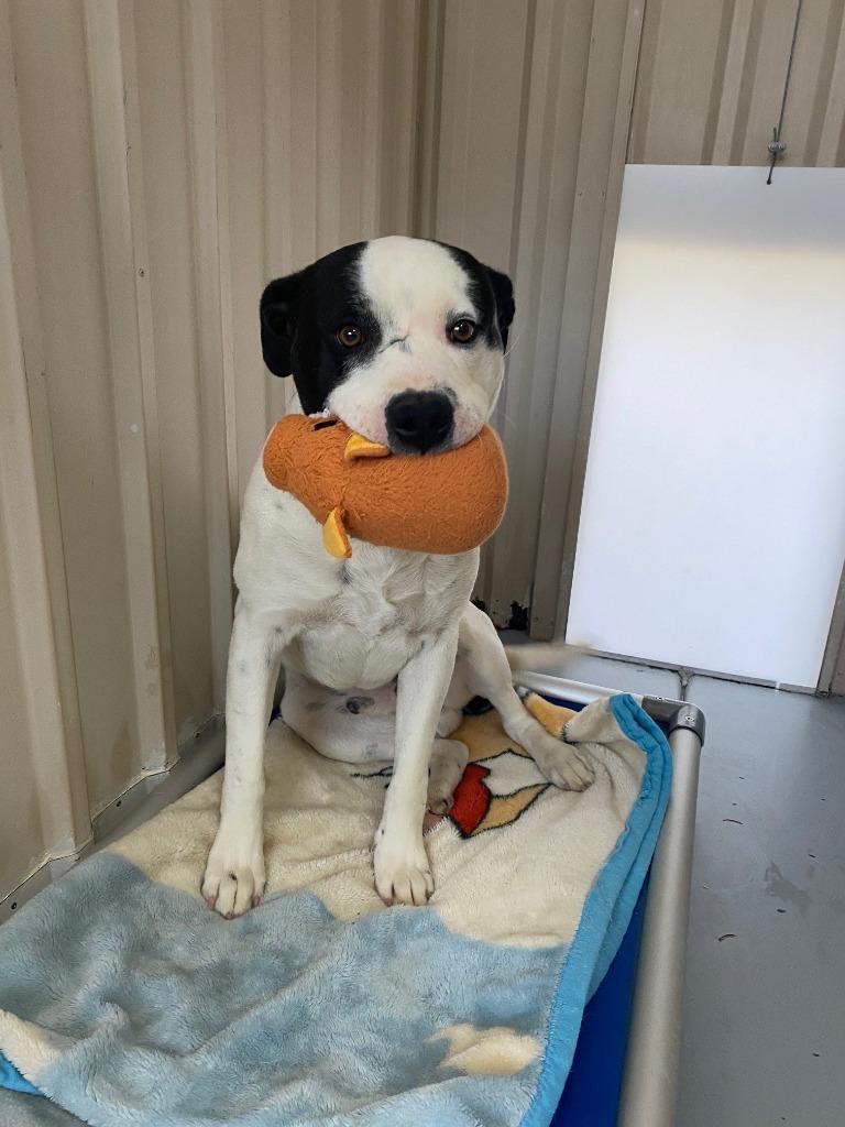 Enlarge Romeo, a Adoptable Pit Bull Terrier in Moriarty, NM image 3/4