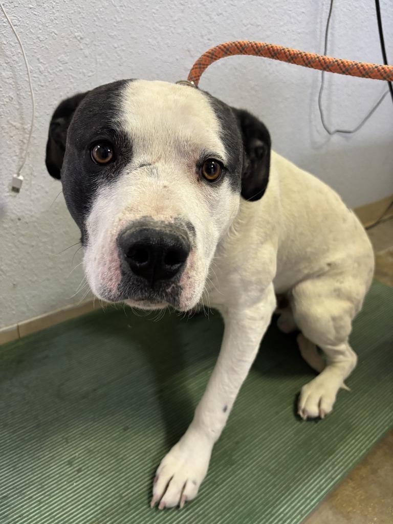 Enlarge Romeo, a Adoptable Pit Bull Terrier in Moriarty, NM image 4/4
