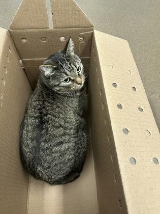 Enlarge Gemma, a Adoptable mixed breed in Wichita, KS image 1/2