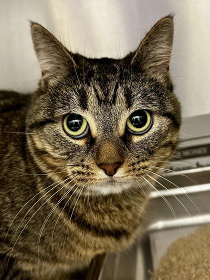 Enlarge Gemma, a Adoptable mixed breed in Wichita, KS image 2/2