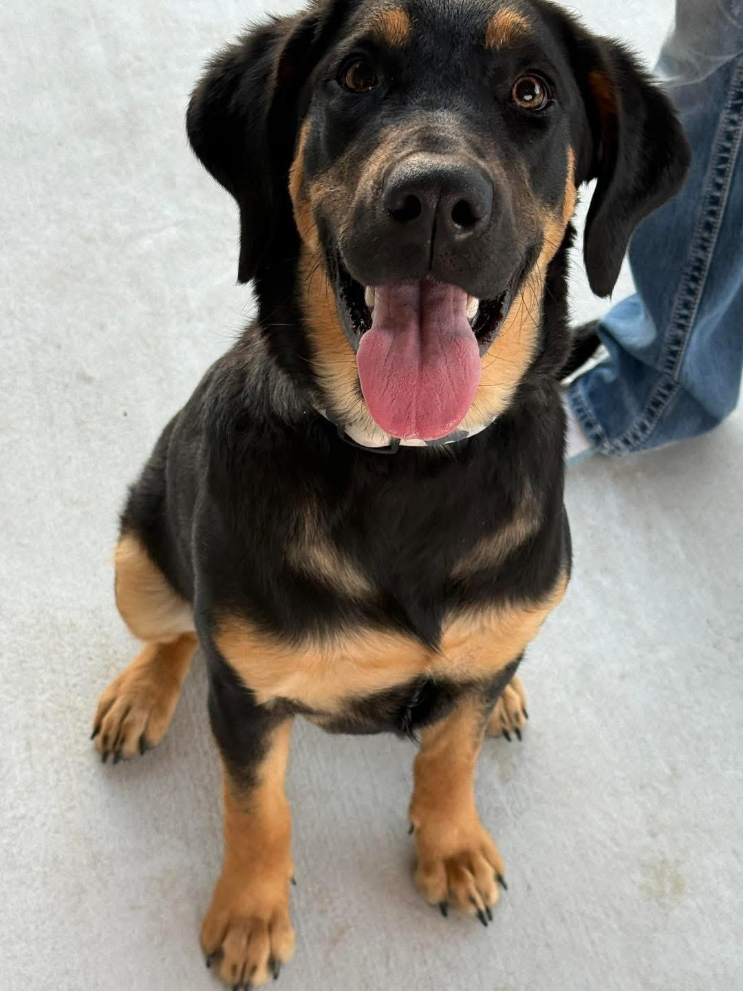 Enlarge Xena, a ADOPTABLE mixed breed in Benbrook, TX image 4/4