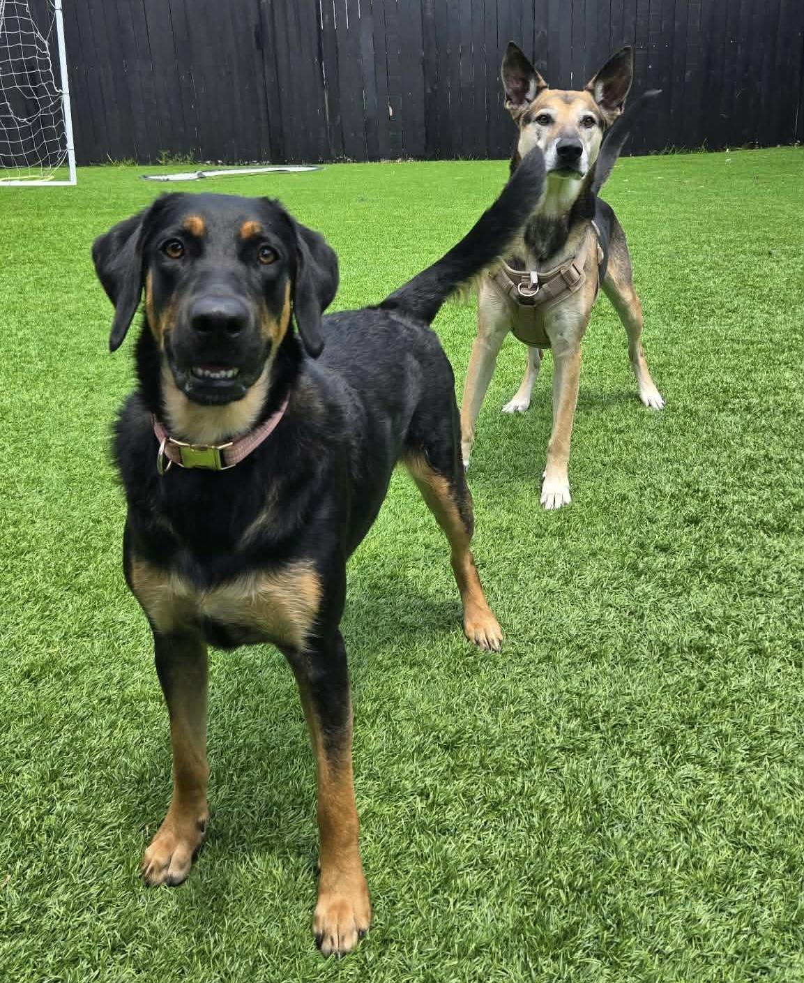 Enlarge Xena, a ADOPTABLE mixed breed in Benbrook, TX image 3/4