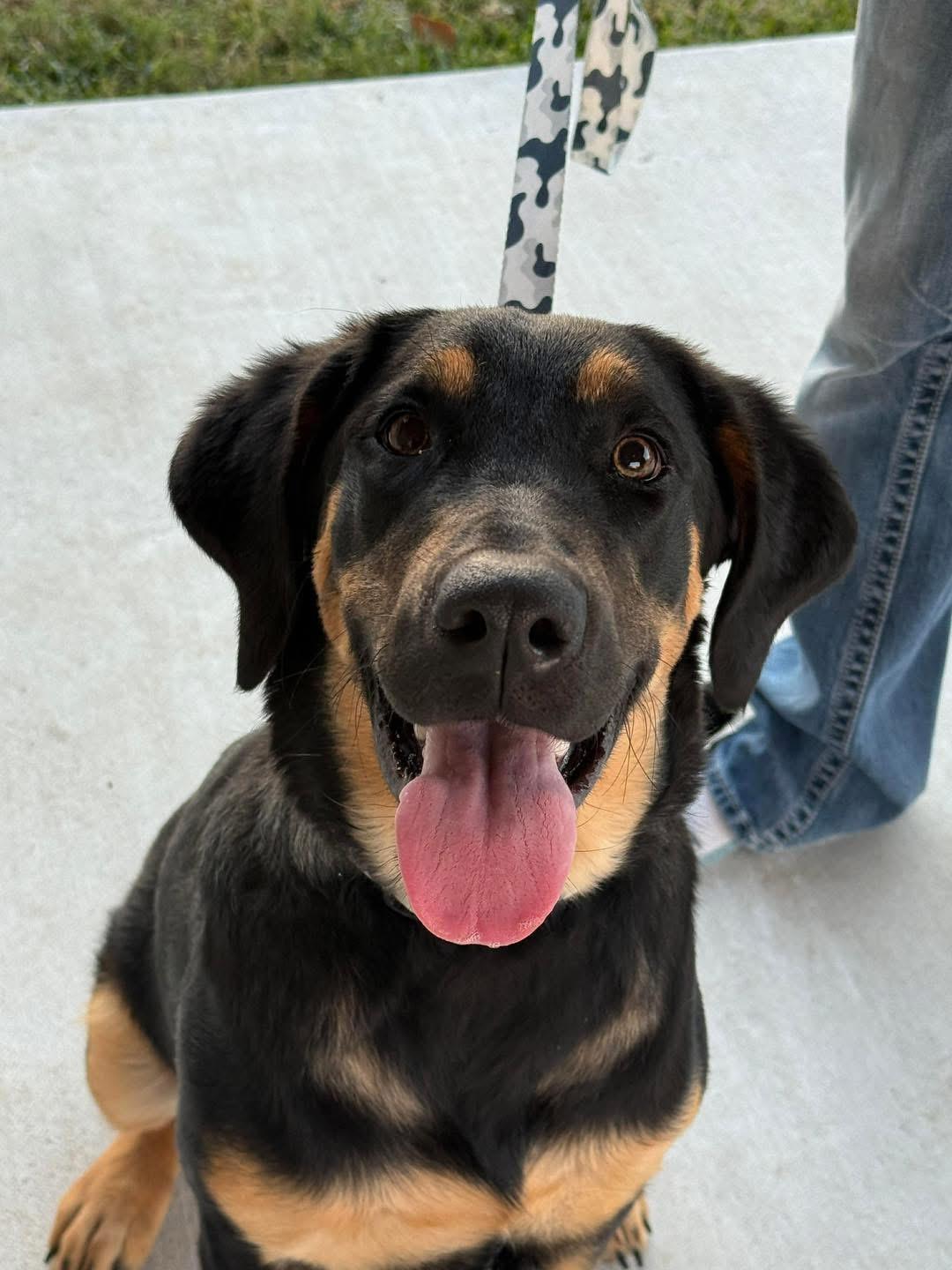Enlarge Xena, a ADOPTABLE mixed breed in Benbrook, TX image 2/4