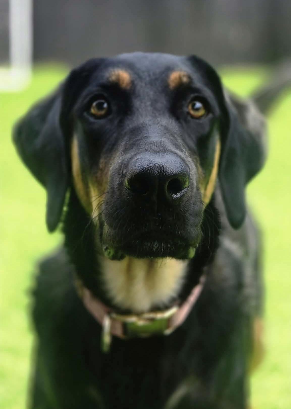 Xena, ADOPTABLE, Young Female Black and Tan Coonhound.