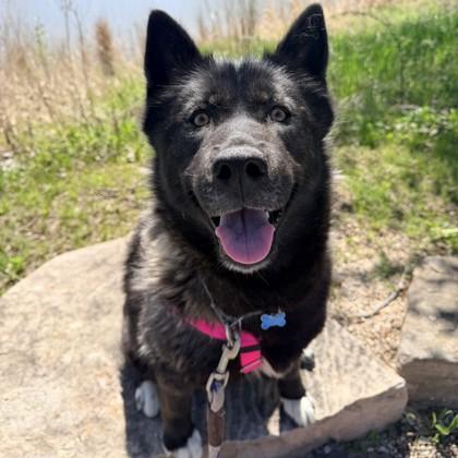 Enlarge Shelby, a Adoptable mixed breed in Wheaton, IL image 1/3