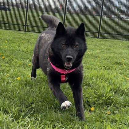 Enlarge Shelby, a Adoptable mixed breed in Wheaton, IL image 2/3