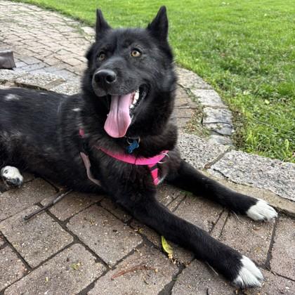 Enlarge Shelby, a Adoptable mixed breed in Wheaton, IL image 3/3