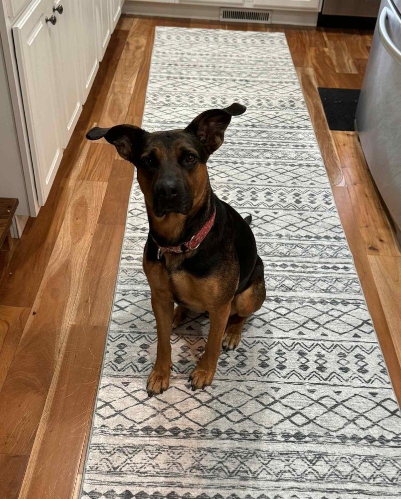 Tuesday, Adoptable, Young Female German Shepherd Dog & Pit Bull Terrier.