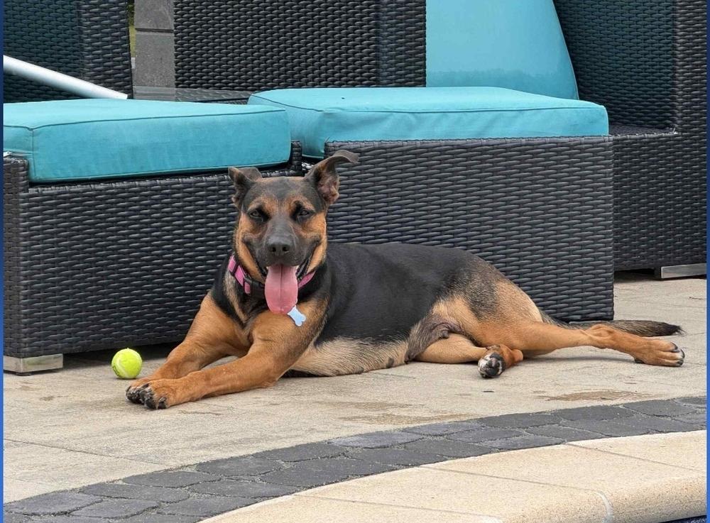 Tuesday, a Adoptable mixed breed in Fredonia, WI image 2/4