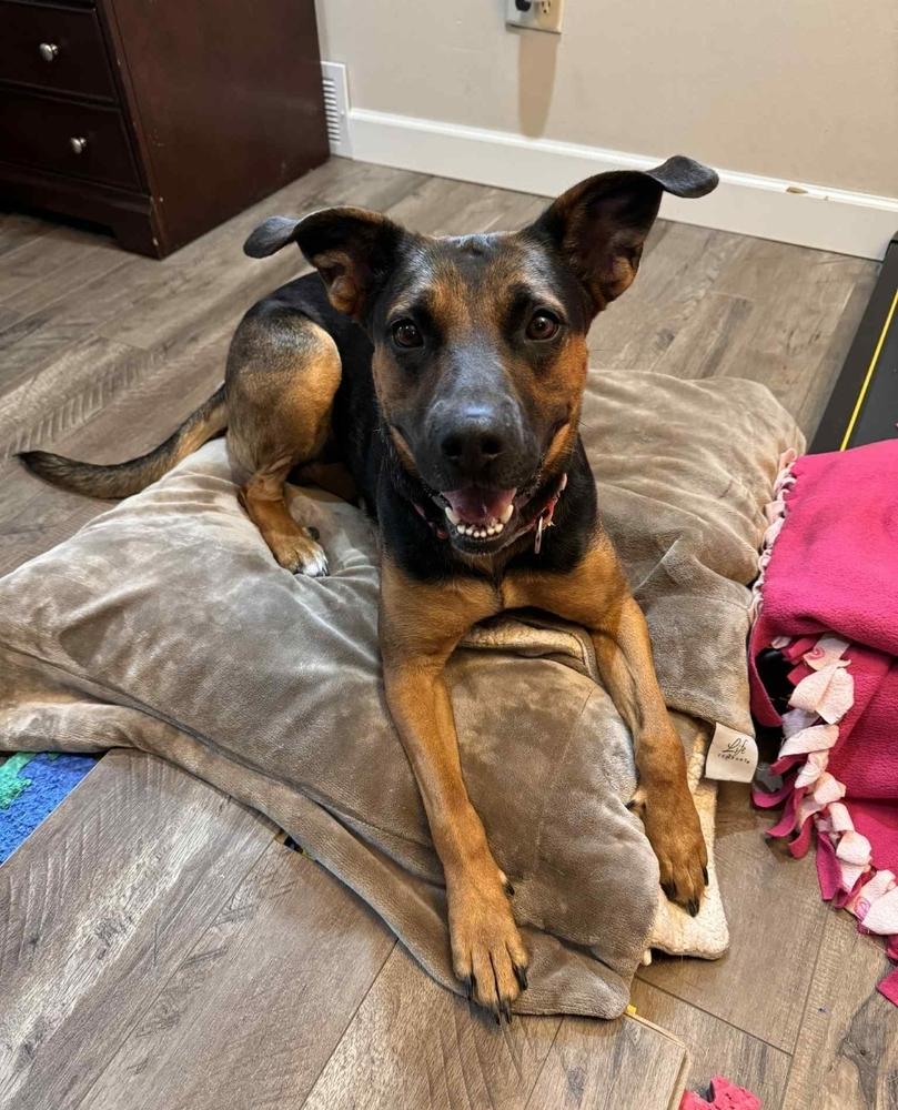 Tuesday, a Adoptable mixed breed in Fredonia, WI image 3/4