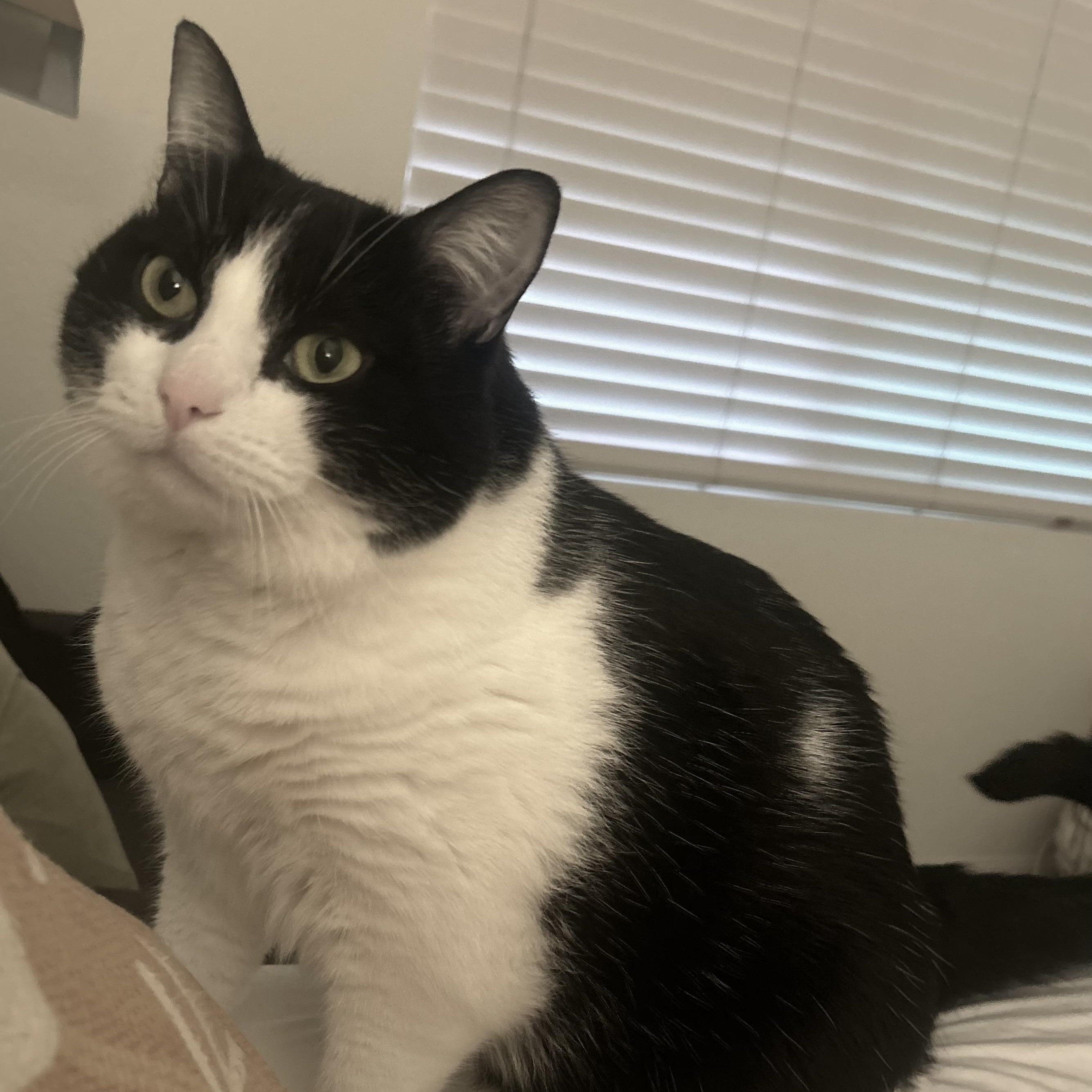 Lily, Adoptable, Adult Female Domestic Short Hair.