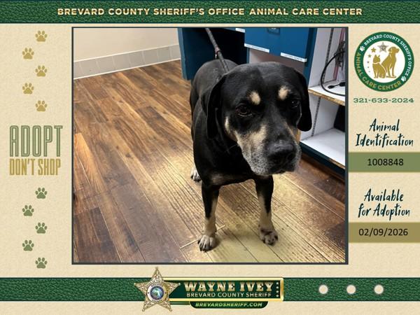 Benjamin, a Adoptable mixed breed in Melbourne, FL image 1/2