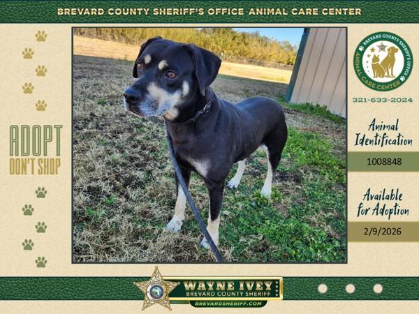Benjamin, a Adoptable mixed breed in Melbourne, FL image 2/2