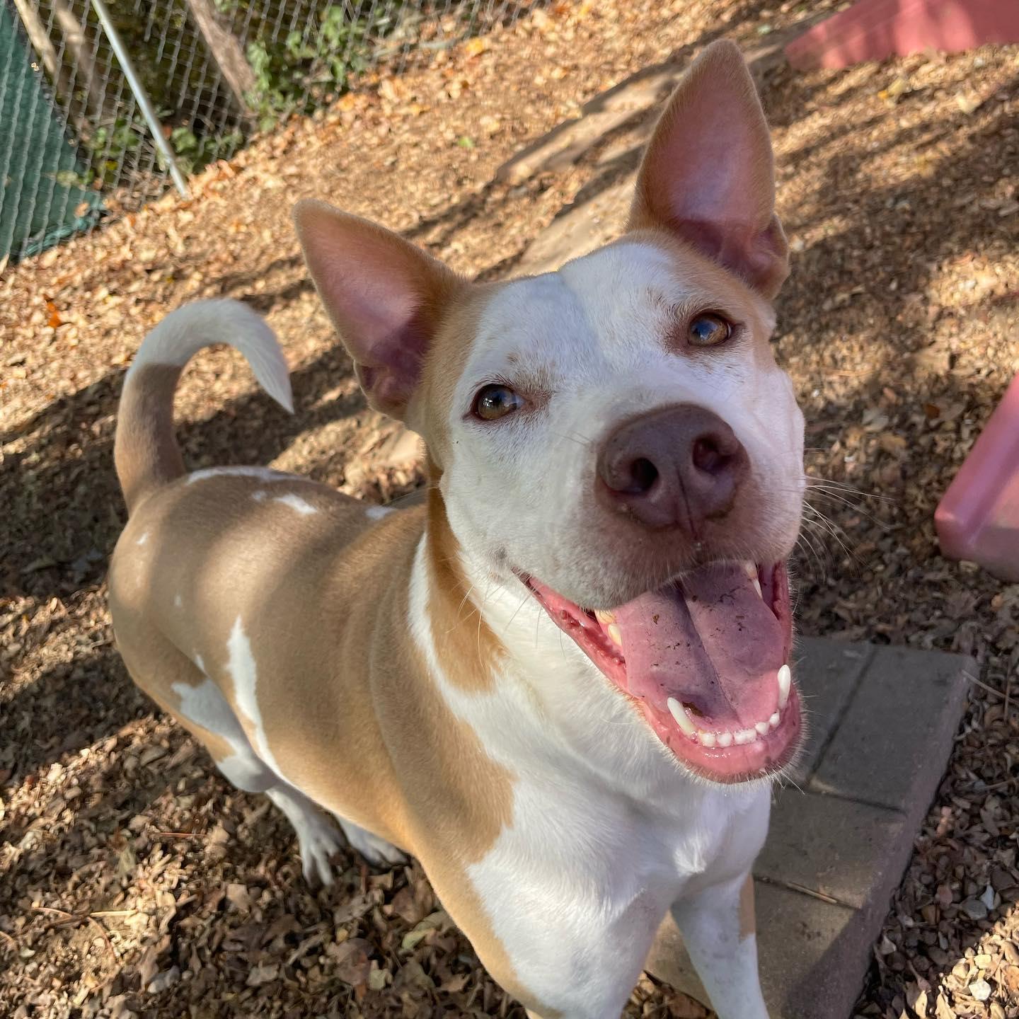 Tulip, an adoptable Pit Bull Terrier, Hound in Gallatin, TN, 37066 | Photo Image 3