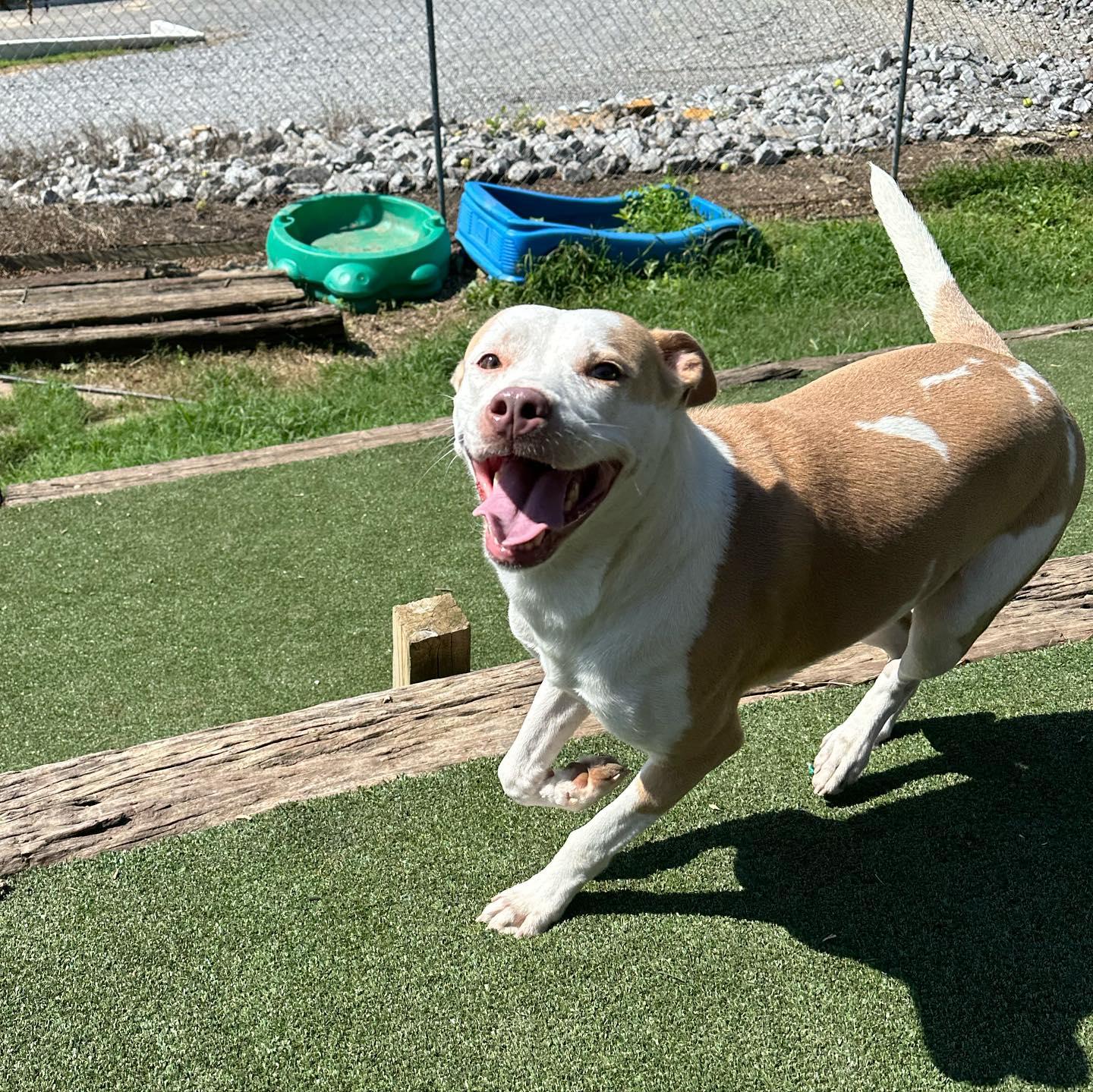 Tulip, an adoptable Pit Bull Terrier, Hound in Gallatin, TN, 37066 | Photo Image 6
