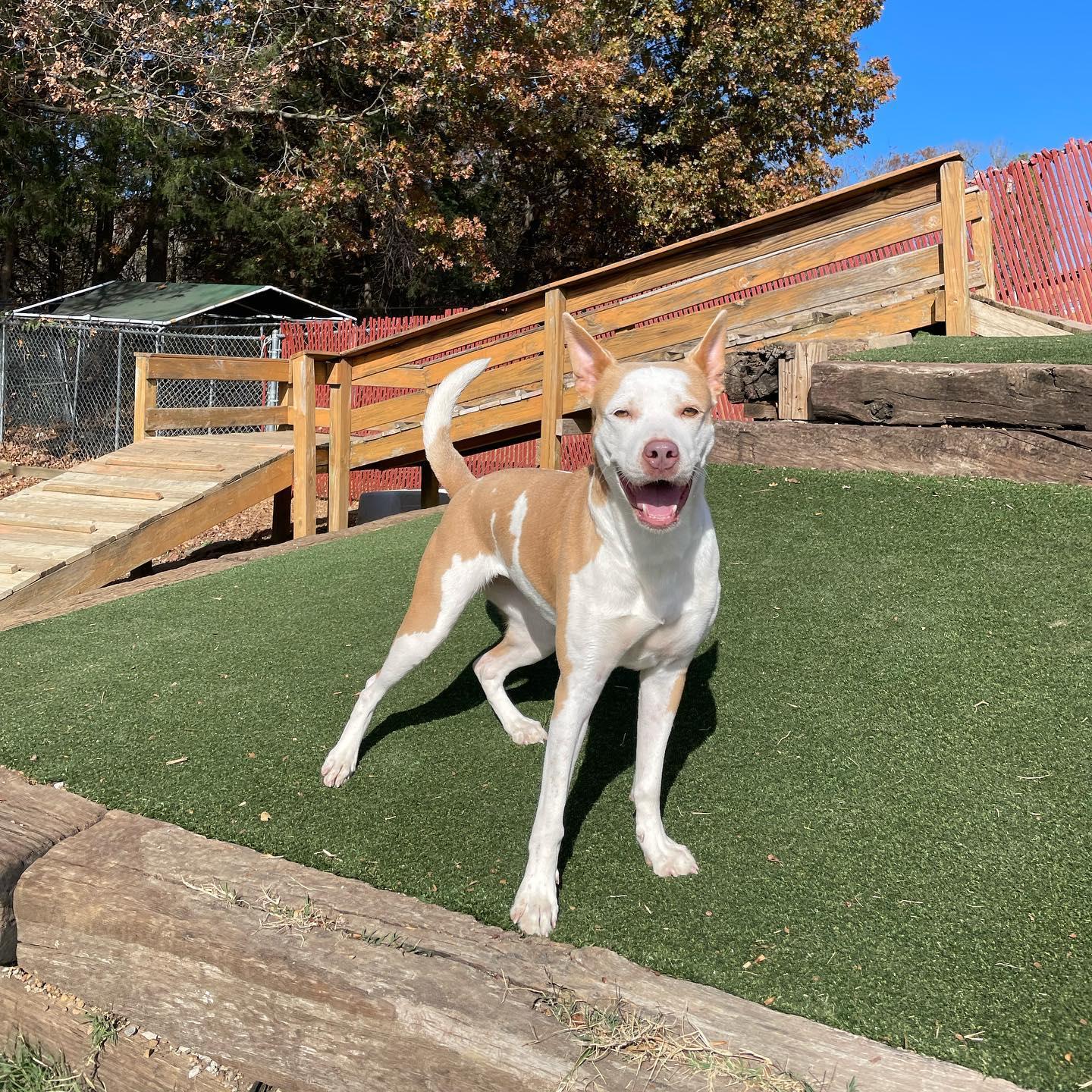 Tulip, an adoptable Pit Bull Terrier, Hound in Gallatin, TN, 37066 | Photo Image 1