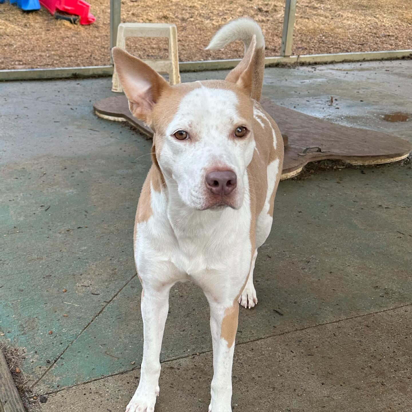 Tulip, an adoptable Pit Bull Terrier, Hound in Gallatin, TN, 37066 | Photo Image 4