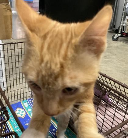 Enlarge Jack, an adopted mixed breed in Rapid City, SD image 1/1