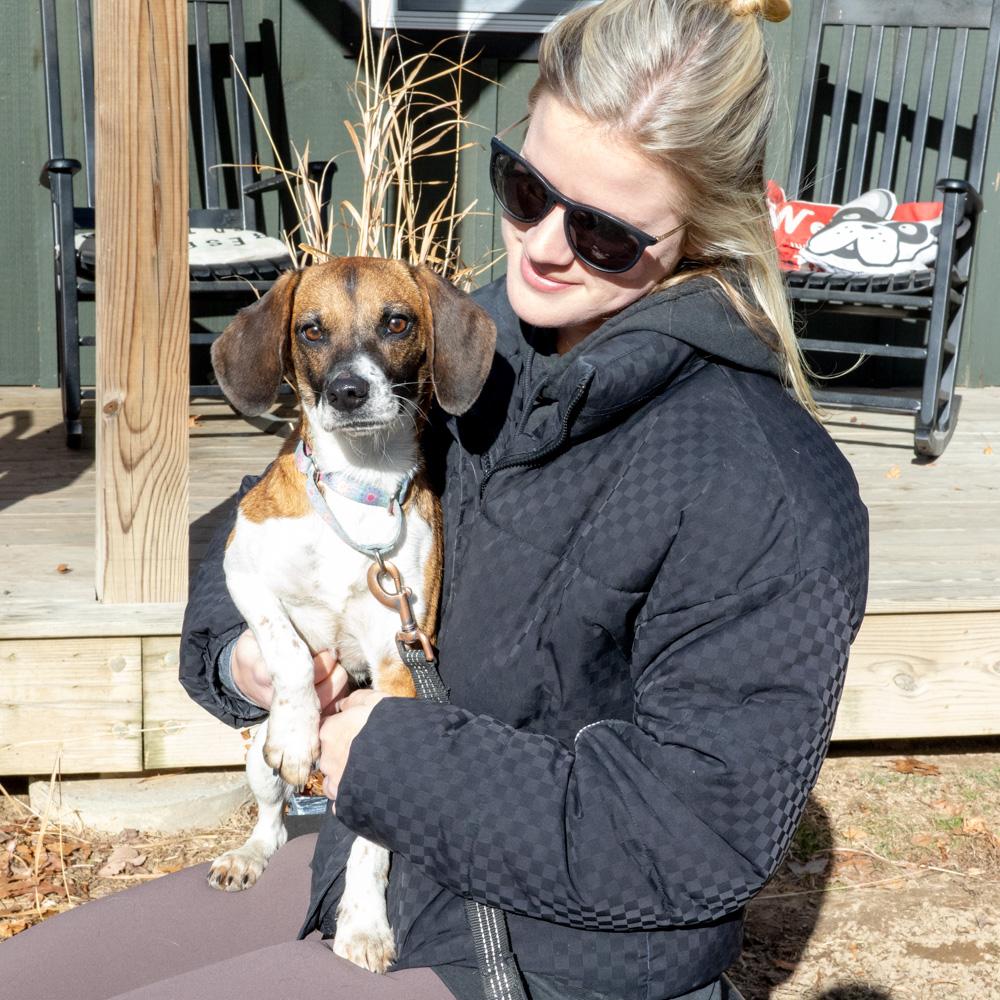 Peaches (Female)   , Adoptable, Young Female Beagle.