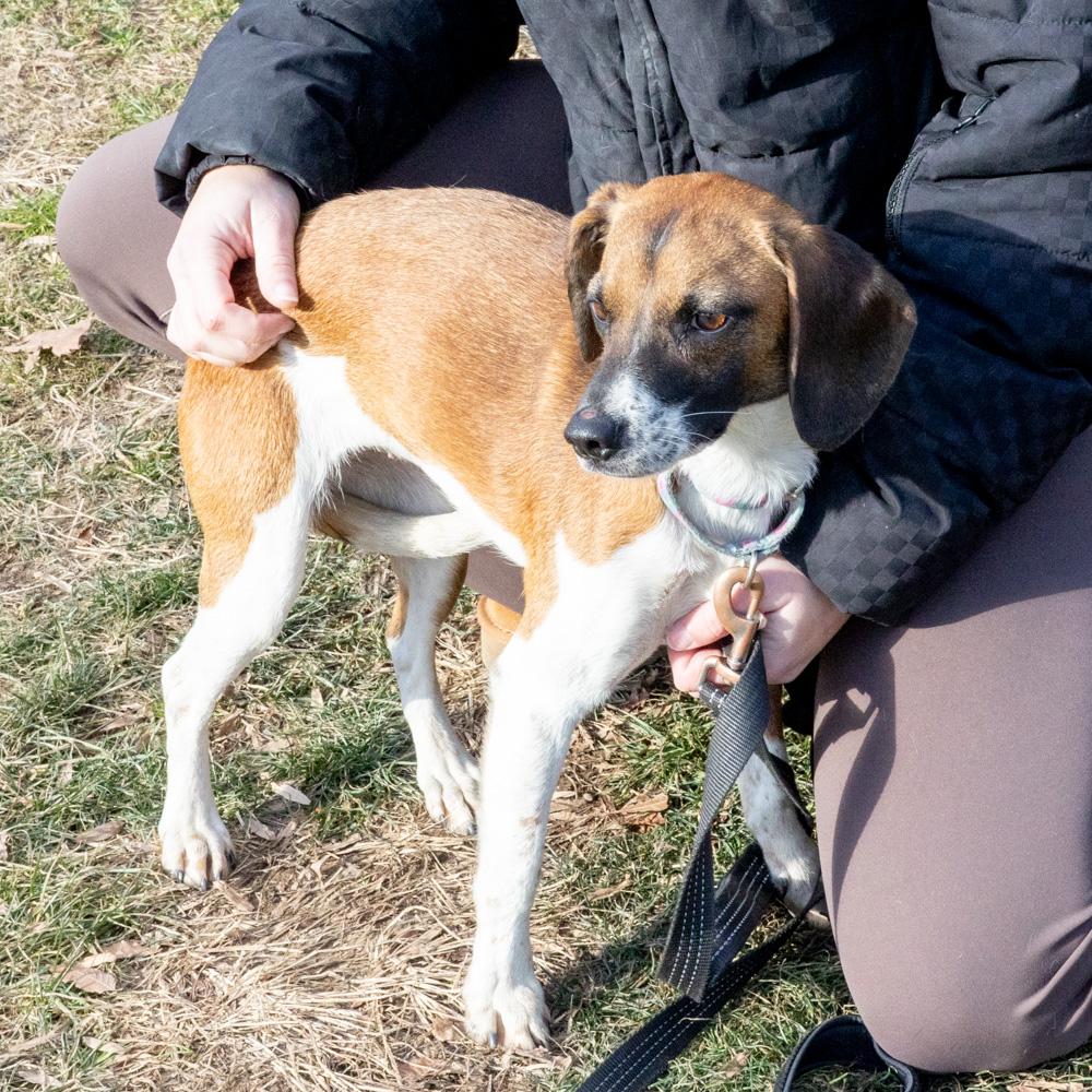 Enlarge Peaches (Female)   , a Adoptable mixed breed in West Grove, PA image 2/6