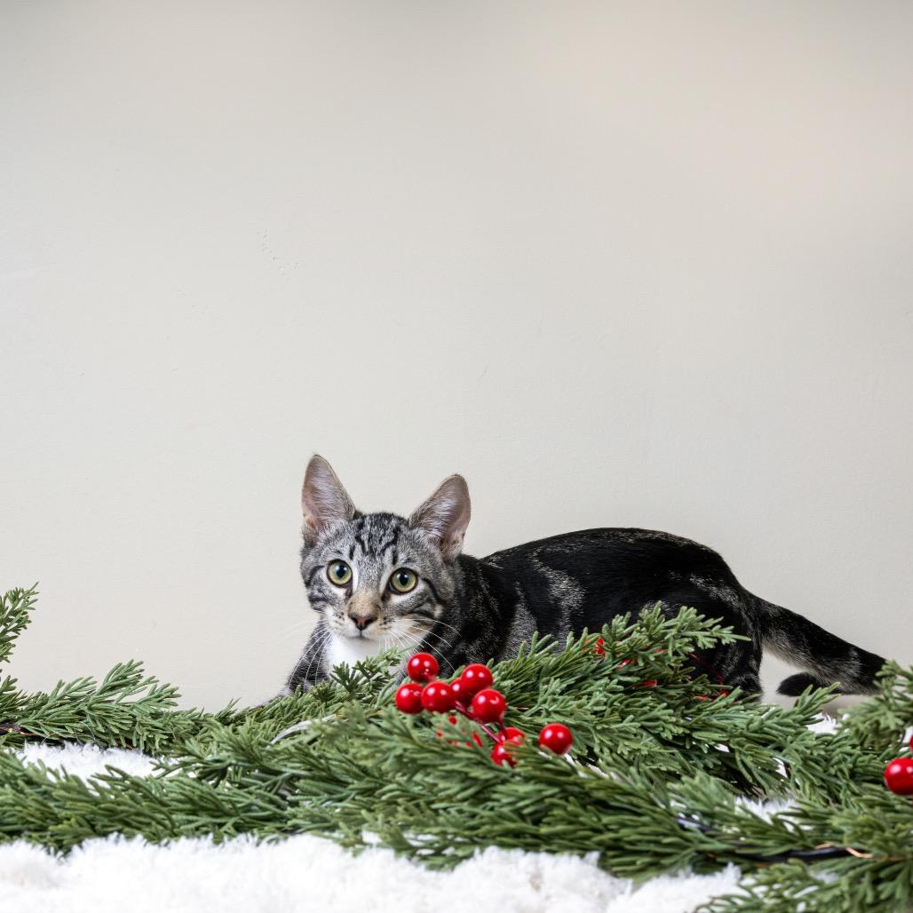 Sammy, Adoptable, Kitten Male Domestic Short Hair.