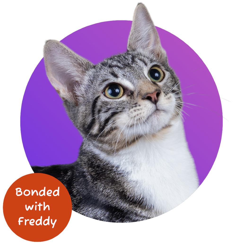 Enlarge Sammy, a Adoptable Domestic Short Hair in Pacific Grove, CA image 2/6