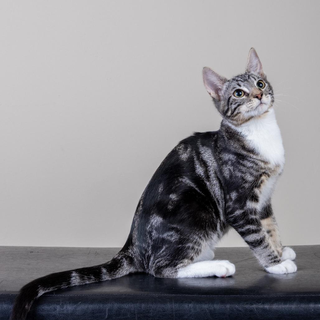 Enlarge Sammy, a Adoptable Domestic Short Hair in Pacific Grove, CA image 3/6