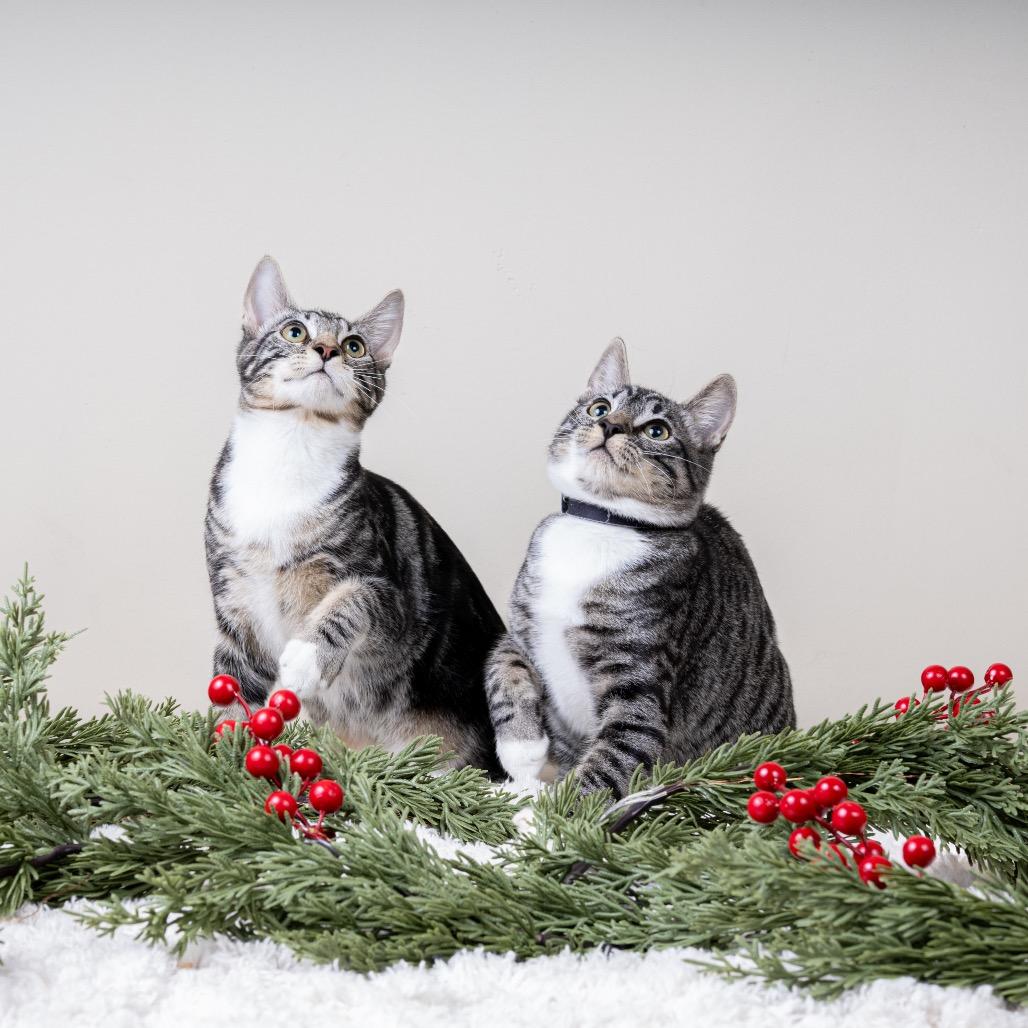 Enlarge Sammy, a Adoptable Domestic Short Hair in Pacific Grove, CA image 4/6