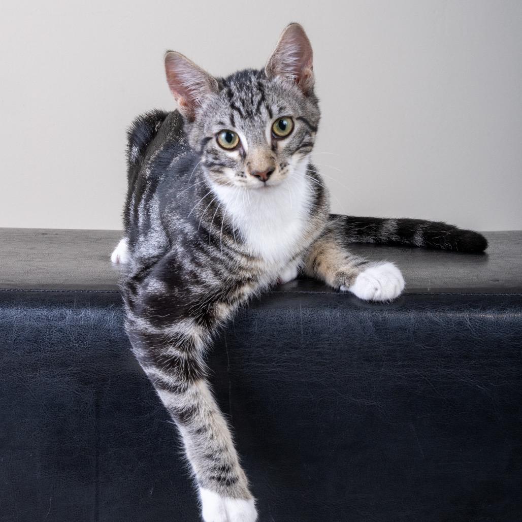 Enlarge Sammy, a Adoptable Domestic Short Hair in Pacific Grove, CA image 5/6